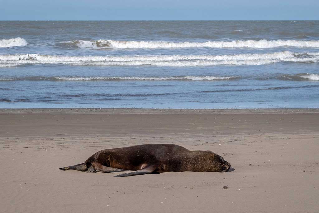 Otoritas kesehatan hewan baru-baru ini melaporkan kematian singa laut di beberapa lokasi di sepanjang pantai Atlantik Argentina yang luas, mulai dari selatan ibu kota Buenos Aires hingga Santa Cruz dekat ujung selatan benua itu.