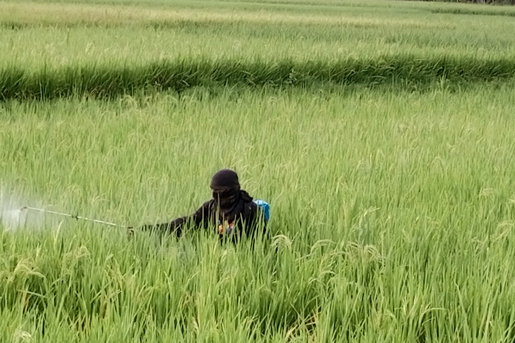 Tanaman padi berumur dua bulan dan siap panen di kawasan Kabupaten Pidie, Provinsi Aceh, mulai terkena gejala serangan hama wereng. Hama penyakit yang menyerang batang padi itu mulai muncul sekitar dua pekan terakhir.