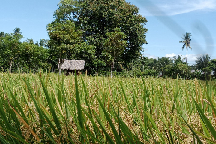 Kepada petani diharapkan selalu mewaspadai dengan cara rajin mengontrol tanaman badi. Bila terdapat hama pada patang padi atau ada gejala serangan segera melakukan tindakan penanganan efektif.