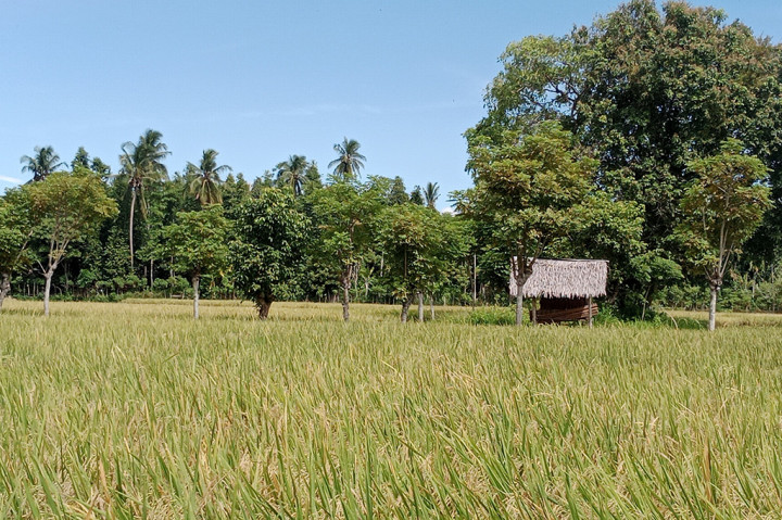 Diantaranya yaitu melakukan penyemprotan menggunakan racun insektisida kontak atau kontak lambung. Hal itu perlu untuk menghambat populasi hama sangat cepat.
