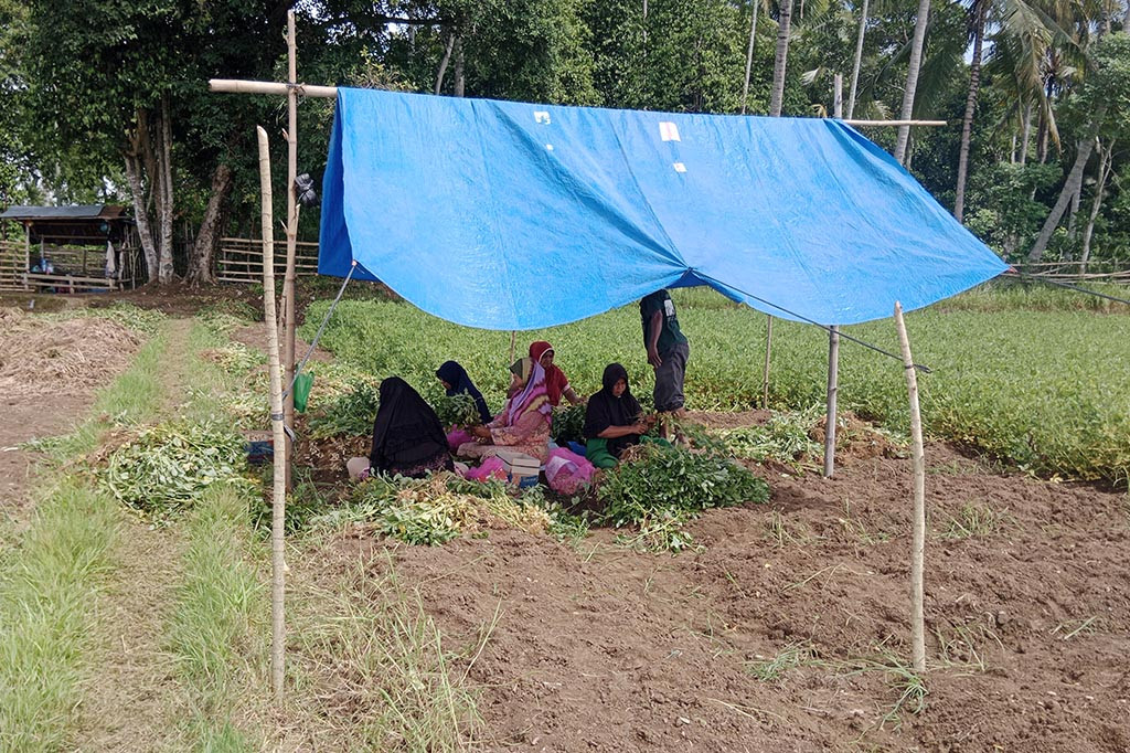Menghindari gagal panen karena ancaman fenomena alam El Nino yang sedang melanda Indonesia, sebagian petani di kawasan Provinsi Aceh memilih beralih ke tanaman jenis lain. Lahan sawah mereka yang sebelumnya ditanami padi, sekarang beralih ke tanaman lain yang dianggap lebih bandel di musim panas atau saat kekeringan.