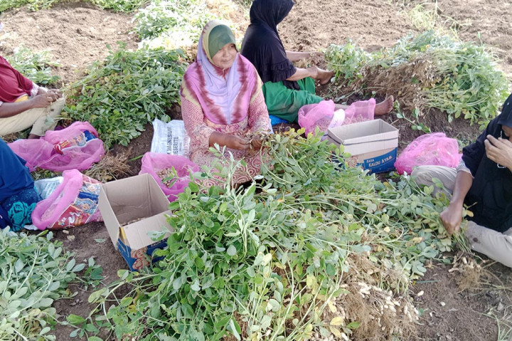 Di Kabupaten Pidie, Provinsi Aceh misalnya, ratusan petani urung menanam padi di musim gadu (musim tanam kedua) seperti sekarang ini. Sebagai pengganti tanaman padi, mereka beralih menanam kacang tanah.