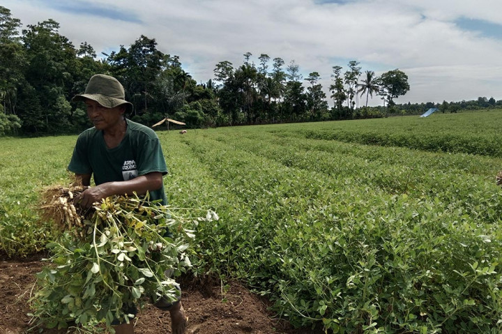 Lokasi lahan sawah yang beralih tanam itu antara lain di Kecamatan Lampoh Saka, Simpang Tiga, Indrajaya, Delima, dan Kecamatan Pidie. Lokasi yang ditanami kacang tanah itu merupakan lahan sawah yang sering krisis air pada musim gadu.