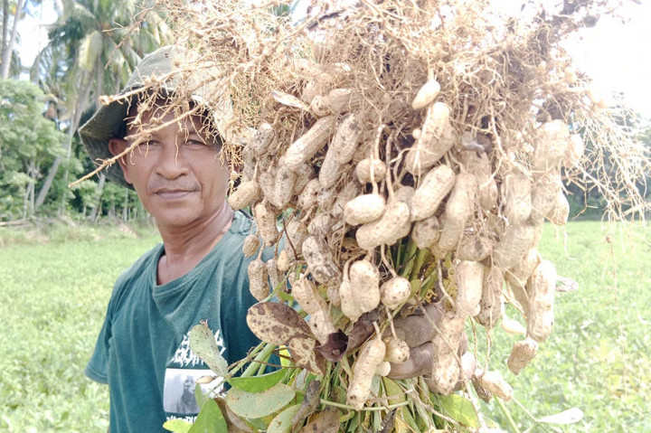 Berkat tepat menyesuaikan tanaman dan kondisi cuaca, ratusan petani di Pidie sejak sepekan terakhir mulai memanen kacang tanah. Hasil produksi panen itu ditampung oleh tengkulak, langsung di lepas kepasar lokal dan ada juga dijual eceran.