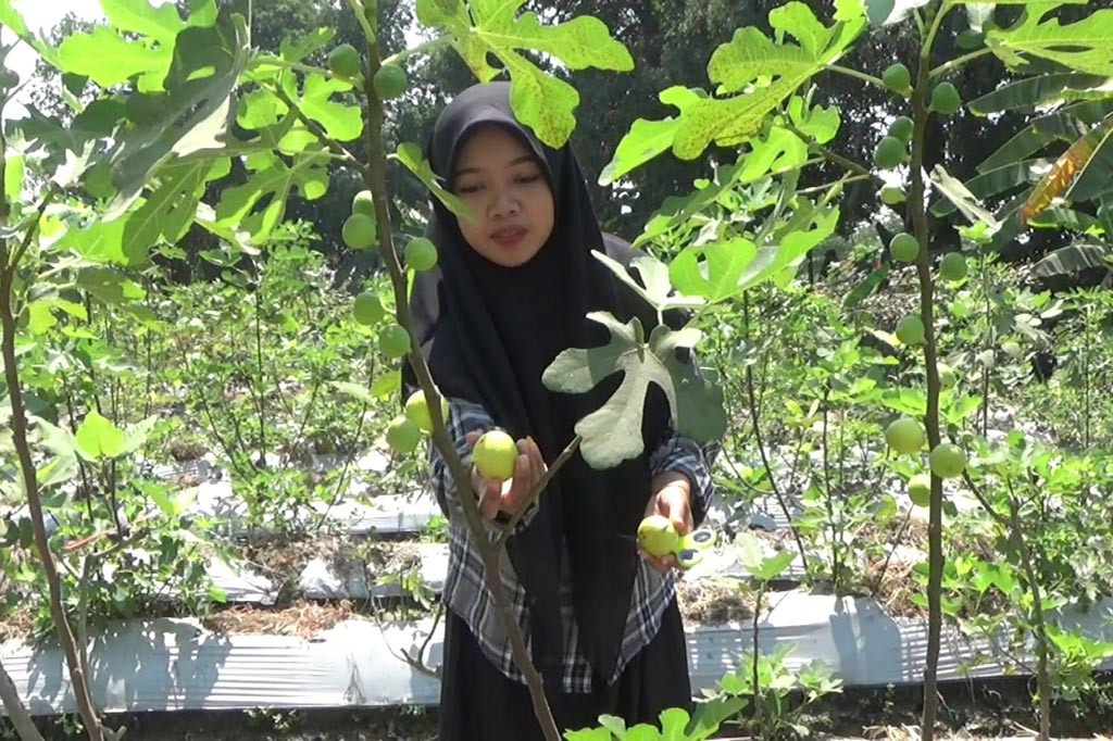 Kebun buah tin tersebut terletak di Dusun Patuk Desa Sidomulyo Kecamatan Krian, Kabupaten Sidoarjo. Di kebun milik Bagus Sugiarto itu ada lima ribu pohon buah tin.