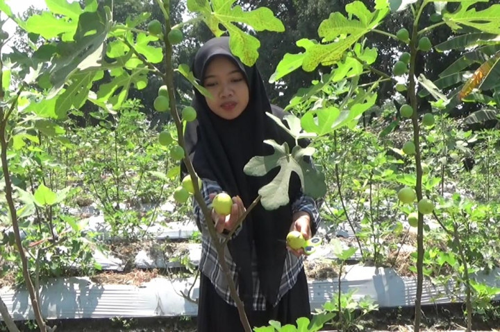 Kebun buah tin tersebut terletak di Dusun Patuk Desa Sidomulyo Kecamatan Krian, Kabupaten Sidoarjo. Di kebun milik Bagus Sugiarto itu ada lima ribu pohon buah tin.
