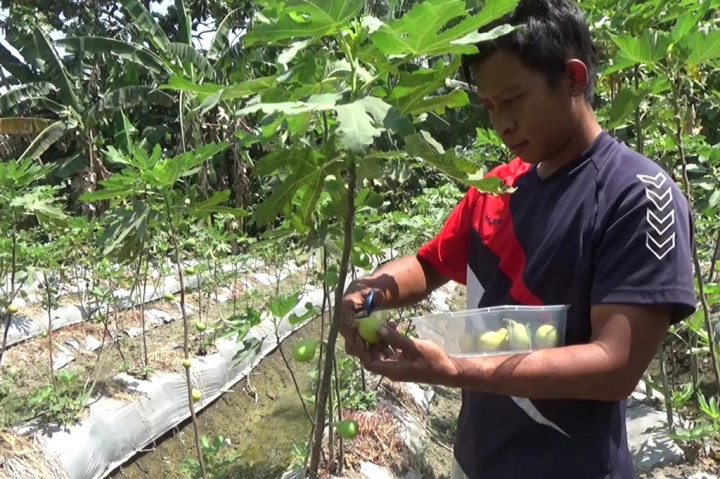 Selain bisa memesan secara online, peminat buah tin juga bisa datang langsung ke sana. Sejak Agustus lalu, warga dari sejumlah daerah ramai mendatangi kebun tersebut dan bisa memetik langsung dari pohonnya.