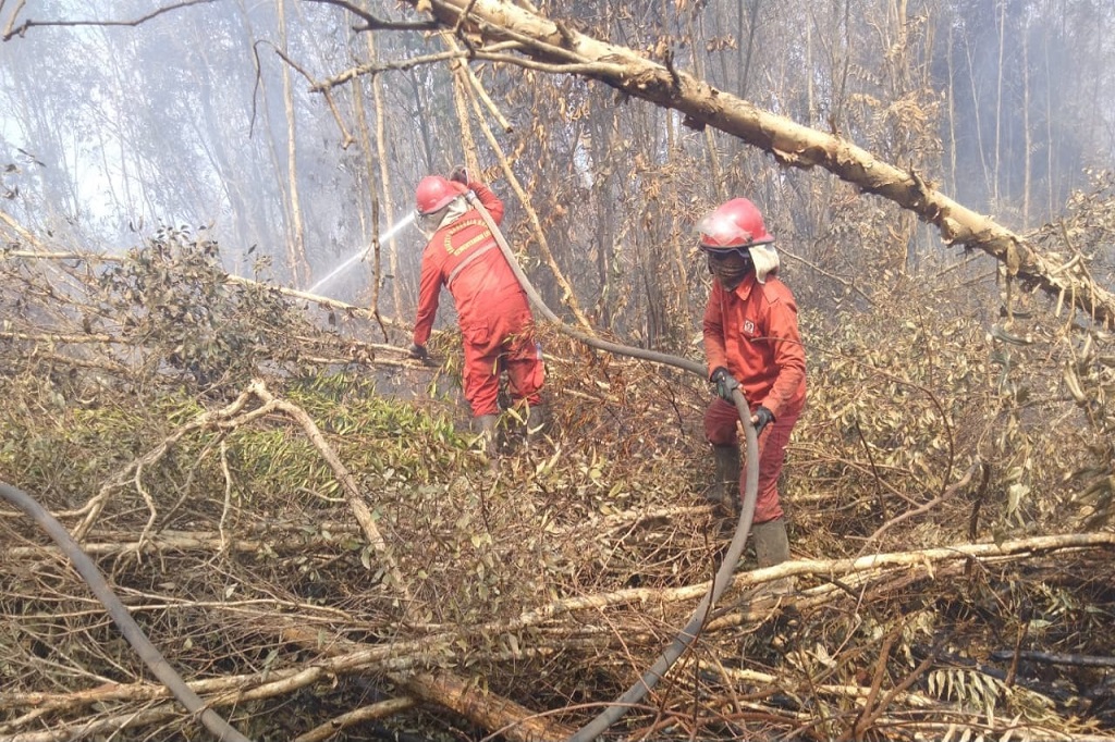 Kebakaran hutan dan lahan di Sumatra Selatan sudah menjangkau kawasan lahan gambut. Upaya pemadaman kebakaran hutan dan lahan pun makin masif dilakukan, baik darat maupun dari udara melalui helikopter bom air.