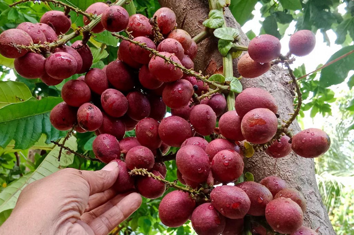 Ternyata itu suatu anugerah yang tergolong unik dan sungguh luar biasa. Mengapa, karena tahun-tahun sebelumnya si buah ikonik asal Provinsi Papua yang bermanfaat untuk kesehatan jantung, melawan radikal bebas, melawan infeksi virus dan menjaga organ reproduksi tersebut tidak pernah berbuah atau panen tiga kali dalam satu musim.