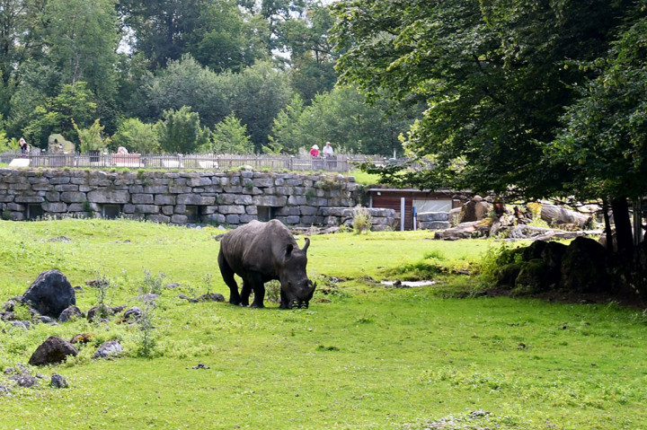 Seekor badak sedang merumput di kandangnya di Kebun Binatang Salzburg (Kebun Binatang Hellbrunn), Salzburg, Austria, di mana seekor badak menyerang dan membunuh seorang penjaga kebun binatang dan melukai lainnya pada Selasa, 12 September 2023.