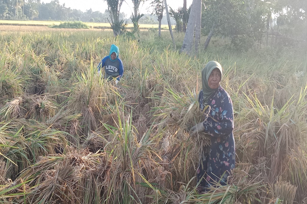 Petani padi di Kabupaten Pidie, Provinsi Aceh sejak tiga pekan terakhir tampak sedikit lega. Pasalnya ditengah kondisi fenomena alam El Nino sekarang, ribuan petani pemilik sawah dan petani garapan, kini sedang menikmati panen padi musim gadu (musim tanam kedua).