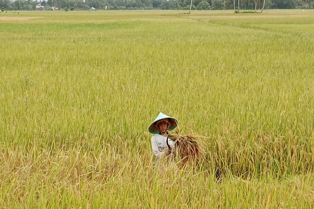 Koordinator Penyuluh Pertanian (KJP) Kabupaten Pidie, Muhammad, kepada Media Indonesia, Kamis, 14 September 2023 mengatakan, ada sekitar 15.000 hektare (ha) lahan sawah yang ditampilkan musim gadu kali ini. Itu tersebar di 22 kecamatan mulai dari lahan sawah kawasan dekat pesisir Pantai Selat Malaka sebelah utara hingga ke lahan tanam sepanjang lereng pengunungan bagian selatan.