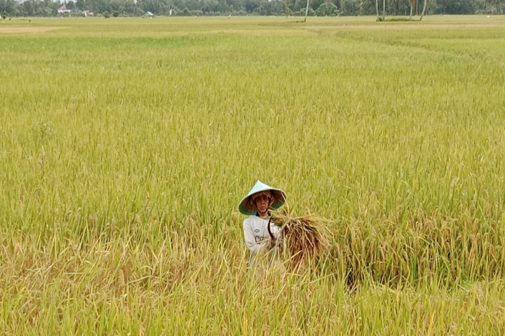Koordinator Penyuluh Pertanian (KJP) Kabupaten Pidie, Muhammad, kepada Media Indonesia, Kamis, 14 September 2023 mengatakan, ada sekitar 15.000 hektare (ha) lahan sawah yang ditampilkan musim gadu kali ini. Itu tersebar di 22 kecamatan mulai dari lahan sawah kawasan dekat pesisir Pantai Selat Malaka sebelah utara hingga ke lahan tanam sepanjang lereng pengunungan bagian selatan.