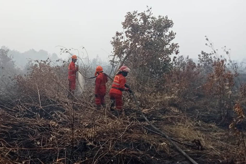 Kebakaran hutan dan lahan di Sumatra Selatan dominasi terjadi di Kabupaten Ogan Komering Ilir. Kebakaran semakin meluas karena lahan di OKI didominasi dengan rawa gambut. Dan saat ini kebakaran lahan sudah terjadi di Desa Jungkal, Kecamatan Pampangan, OKI.