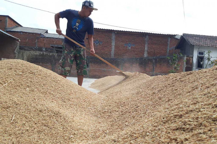 Gabah sebanyak 7 ton ia panen di sejumlah sawah miliknya. Lalu, gabah hasil panen dan gabah dari membeli pada petani digiling untuk selanjutnya dikemas 5 kg. Gabah sebanyak 1 kuintal digiling menjadi 53 kg beras.