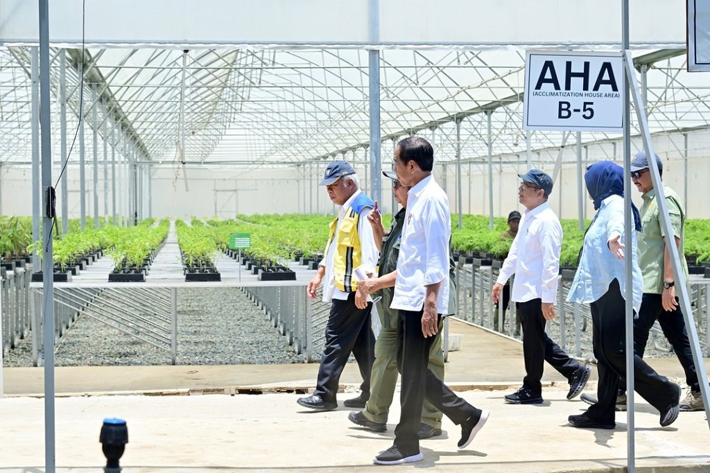 Jokowi memastikan bibit dari Persemaian Mentawir sudah siap digunakan untuk menanam pohon di IKN. Bibit dari Pesemaian Mentawit ini diharapkan dapat mengembalikan hutan-hutan yang ada di sekitar IKN sehingga wilayah ibu kota baru dan sekitarnya akan kembali menjadi hutan hujan tropis.