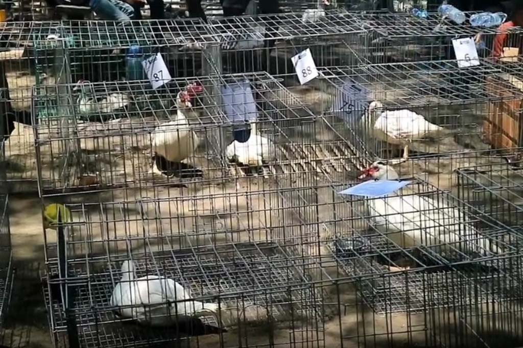 Itik biasanya dikenal untuk dijadikan hewan peliharaan dan dagingnya untuk dikonsumsi dan dijadikan kudapan lezat. Berbeda halnya di Kabupaten Kebumen, hewan unggas ini diikutkan kontes kecantikan.