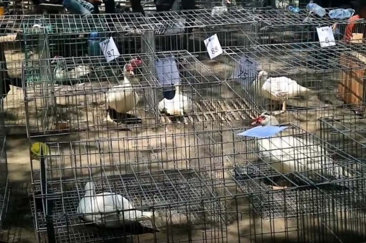 Itik biasanya dikenal untuk dijadikan hewan peliharaan dan dagingnya untuk dikonsumsi dan dijadikan kudapan lezat. Berbeda halnya di Kabupaten Kebumen, hewan unggas ini diikutkan kontes kecantikan.