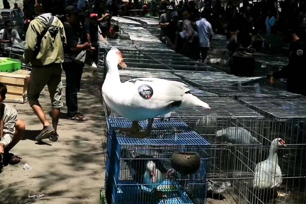 Peserta tak hanya dari Kebumen dan Jawa Tengah saja, tapi juga ada yang datang dari Jawa Timur, Jawa Barat dan Yogyakarta. Kontes yang digelar untuk yang kedua kalinya ini diadakan oleh komunitas pecinta itik di Kebumen.