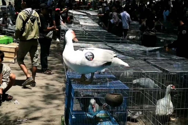 Peserta tak hanya dari Kebumen dan Jawa Tengah saja, tapi juga ada yang datang dari Jawa Timur, Jawa Barat dan Yogyakarta. Kontes yang digelar untuk yang kedua kalinya ini diadakan oleh komunitas pecinta itik di Kebumen.