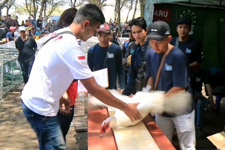 Ada beberapa kategori dalam penilaian, namun yang menjadi penilaian utama adalah keindahan bulu, bobot tubuh dan juga kesehatan unggas tersebut. Para peserta cukup antusias mengikuti kontes ini, bahkan ada yang baru pertama kali mengikuti ajang kontes kecantikan itik ini.