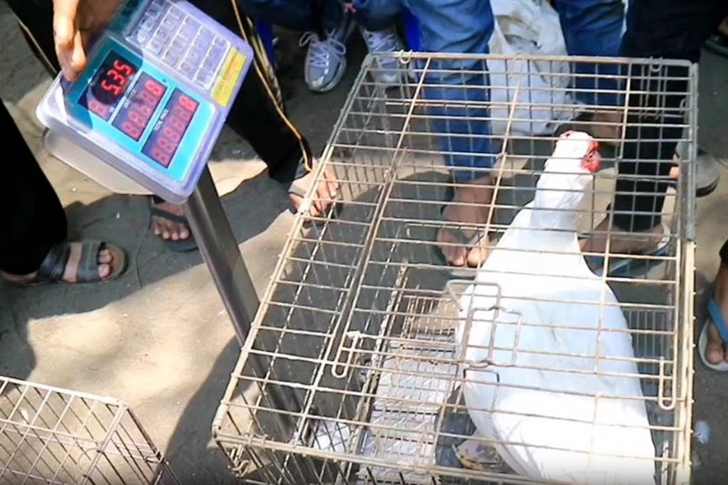 Kontes itik ini, bertujuan untuk memasyarakatkan itik bukan hanya sebagai hewan ternak dan dagingnya untuk dikonsumsi saja, tapi juga bisa dijadikan hewan hias. Bahkan, itik pemenang kontes akan mendapatkan hadiah, dan bisa harganya bisa menjulang tinggi hingga jutaan rupiah.