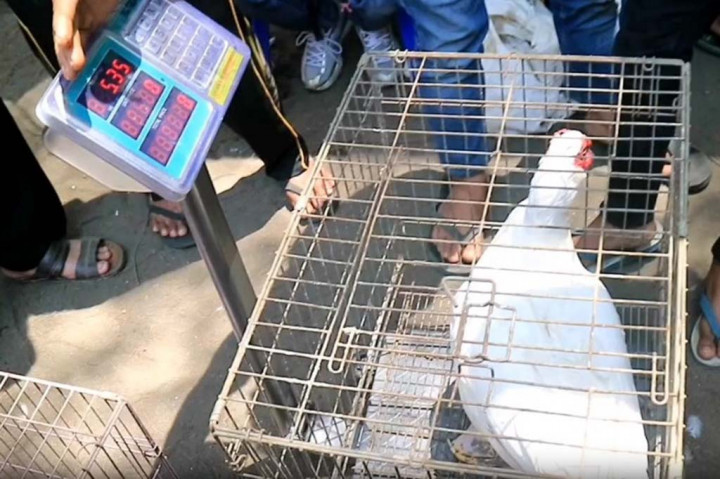 Kontes itik ini, bertujuan untuk memasyarakatkan itik bukan hanya sebagai hewan ternak dan dagingnya untuk dikonsumsi saja, tapi juga bisa dijadikan hewan hias. Bahkan, itik pemenang kontes akan mendapatkan hadiah, dan bisa harganya bisa menjulang tinggi hingga jutaan rupiah.