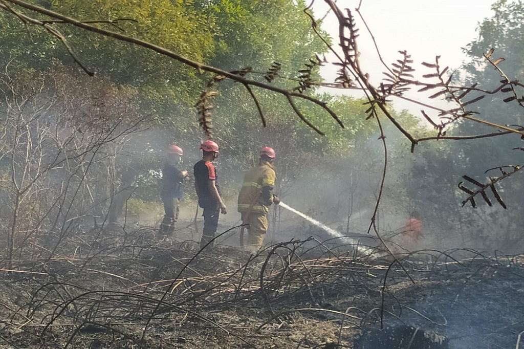 Ketua Kelompok Tai Hutan Mutiara Timur Bangka David Siga mengatakan pohon mente setinggi 1 hingga 2 meter yang ditanam 3 tahun lalu hangus terbakar.