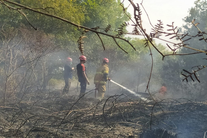 Ketua Kelompok Tai Hutan Mutiara Timur Bangka David Siga mengatakan pohon mente setinggi 1 hingga 2 meter yang ditanam 3 tahun lalu hangus terbakar.