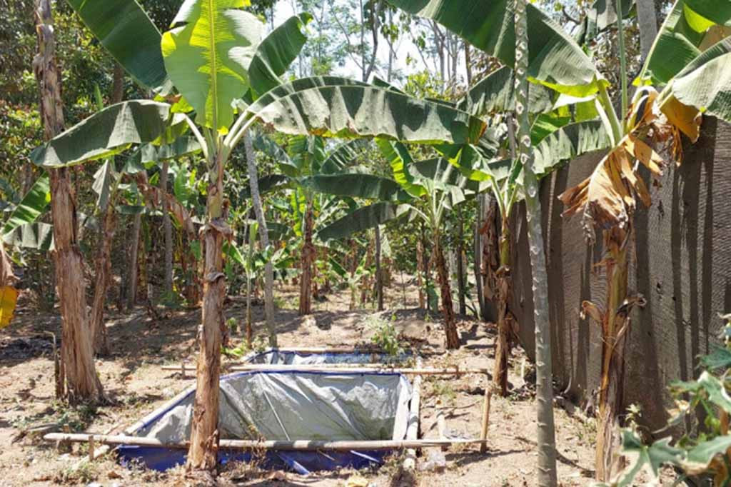 Sergapan El Nino pada musim kemarau yang memuncak pada September tahun ini, memaksa para peternak Boyolali harus menjual sapi atau kambing miliknya, agar bisa menolong sapi sapi dan kambing lainnya mendapatkan air minum komboran secara baik.