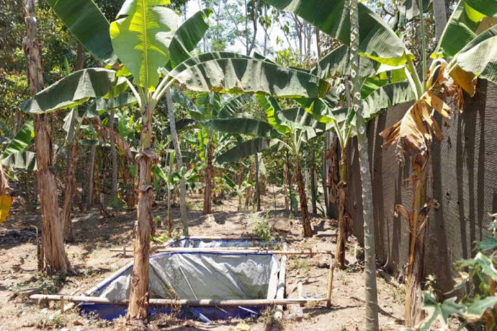 Sergapan El Nino pada musim kemarau yang memuncak pada September tahun ini, memaksa para peternak Boyolali harus menjual sapi atau kambing miliknya, agar bisa menolong sapi sapi dan kambing lainnya mendapatkan air minum komboran secara baik.