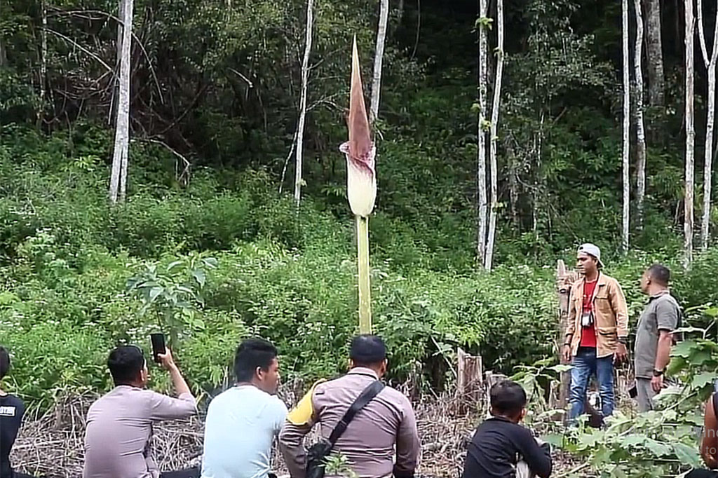 Warga Aceh dihebohkan dengan adanya penemuan bunga bangkai raksasa yang tumbuh di salah satu kebun milik warga di Kabupaten Nagan Raya.