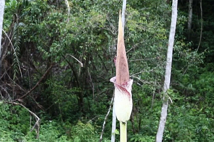 Samsudin, seorang petani di Desa Blang Pu'uk, Beutong Ateuh Banggalang, Nagan Raya, Aceh, terkejut saat menemukan bunga bangkai raksasa setinggi tiga meter di area kebun miliknya.