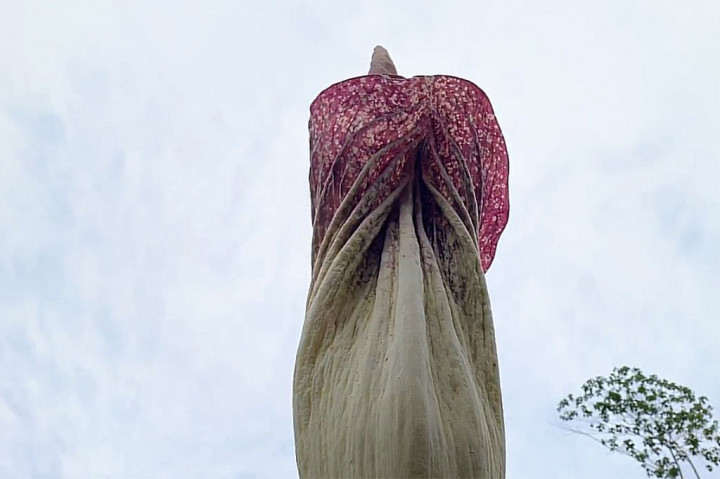 Bunga bangkai tersebut seketika viral setelah Samsudin bersama istrinya membagikan foto bunga langka tersebut di berbagai media sosial. Ternyata bunga bangkai tersebut berjenis Amorphopallus gigas.