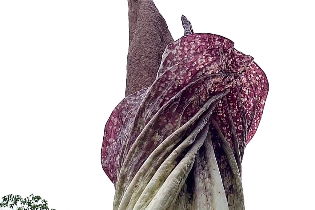 Penemuan bunga bangkai inipun membuat warga setempat penasaran dan ingin melihat langsung. Sedangkan untuk menuju tempat tersebut, warga harus melalui sungai dengan jembatan tali baja, yang jaraknya 200 meter dari permukiman warga.