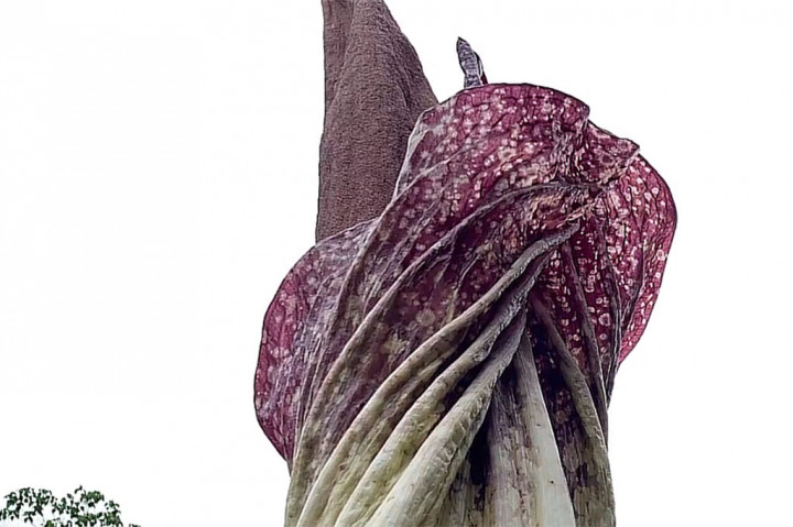 Penemuan bunga bangkai inipun membuat warga setempat penasaran dan ingin melihat langsung. Sedangkan untuk menuju tempat tersebut, warga harus melalui sungai dengan jembatan tali baja, yang jaraknya 200 meter dari permukiman warga.