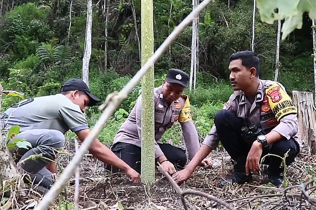 Sementara itu, Kepala Pos Polisi atau Kapospol Beutong Ateuh Banggalang, Bripka Adisyafnur Arisal mengatakan, penemuan bunga bangkai tersebut menjadi pusat perhatian warga setempat. Pasalnya tamanan tersebut sangat jarang tumbuh dan mekar. Pihaknya juga telah memasang pengaman agar tanaman tersebut tetap terjaga. 
