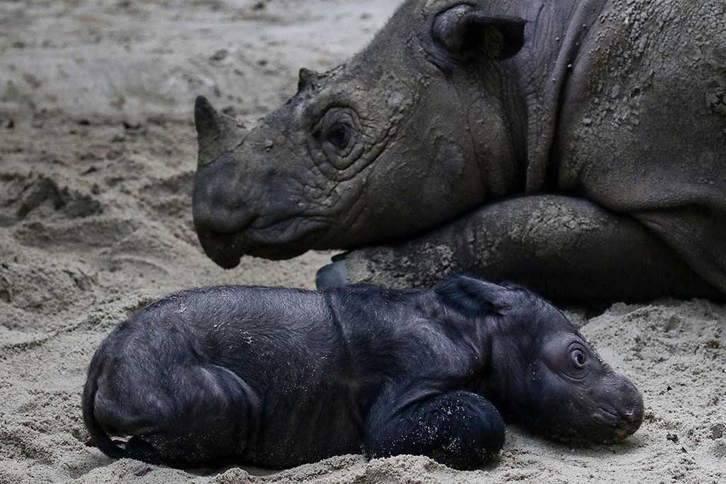 Seekor induk badak sumatra (Dicerorhinus sumatrensis) Ratu (23) menemani anaknya  yang baru lahir di Suaka Rhino Sumatera, Taman Nasional Way Kambas (SRS TNWK), Lampung Timur, Lampung, Sabtu, 30 September 2023. 