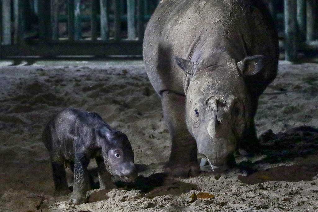 Selama menjadi penghuni Suaka Rhino Sumatera di Taman Nasional Way Kambas, badak Ratu yang berumur 23 tahun itu telah melahirkan tiga anak badak sumatera.