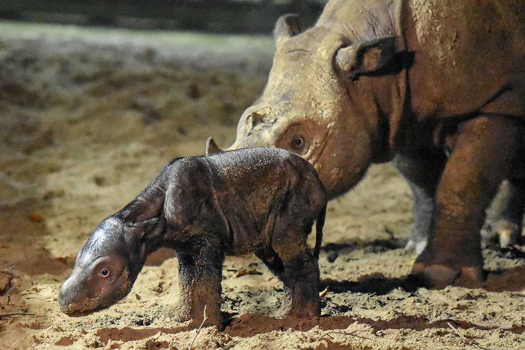 Kelahiran satu ekor anak badak tersebut menambah jumlah populasi badak di Suaka Rhino Sumatera, Taman Nasional Way Kambas menjadi sembilan ekor. 