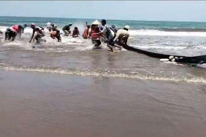 Nelayan setempat menyatakan, fenomena yang jarang terjadi ini diduga dipengaruhi cuaca panas yang panjang di Pangandaran. 