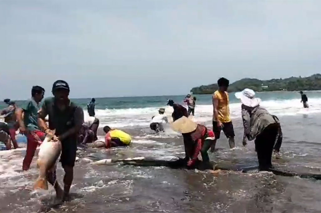 Menurut sejumlah nelayan, fenomena ratusan ikan kakap merah yang terjaring oleh nelayan dengan jumlah banyak ini, baru pertama kali terjadi dan menjadi kejutan bagi para nelayan. Dari masing-masing ikan yang terperangkap masuk jaring ini berukuran 4 hingga 7 kilogram. 