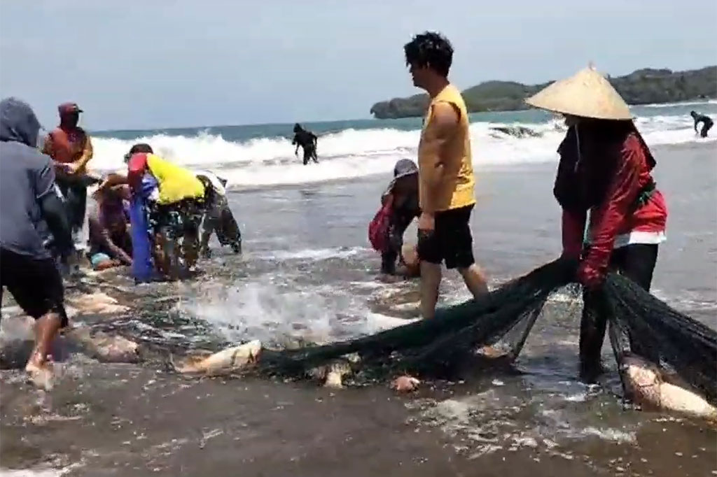 Rukun Nelayan Batukarasa, Ujang Warman mengatakan, fenomena ini biasa terjadi dua tahun sekali pada musim kemarau. Hangatnya permukaan air laut meningkatkan pakan ikan alami yang memudahkan para nelayan menjaring ikan. 
