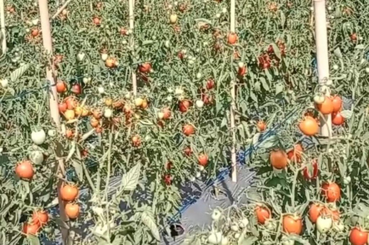 Sejumlah petani tomat yang ada di Kelurahan Kota Uneng, Kecamatan Alok, Kabupaten Sikka mengalami kerugian cukup besar akibat anjloknya harga tomat hingga Rp2 ribu perkilogram, Selasa, 3 Oktober 2023.