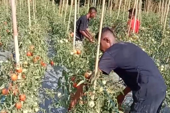 Harga tomat di sejumlah pasar di Kota Maumere kembali terjun bebas bahkan sampai Rp2 ribu per kilogram. Sejumlah petani mengalami kerugian cukup besar akibat anjloknya harga tomat.