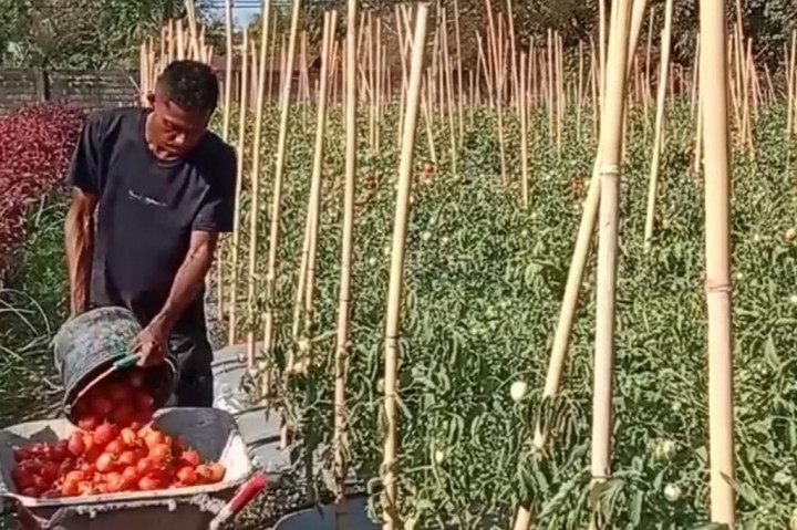 Tanaman tomat yang diperkirakan akan mendapatkan hasil yang memuaskan kini harganya anjlok dan tidak sesuai dengan target.