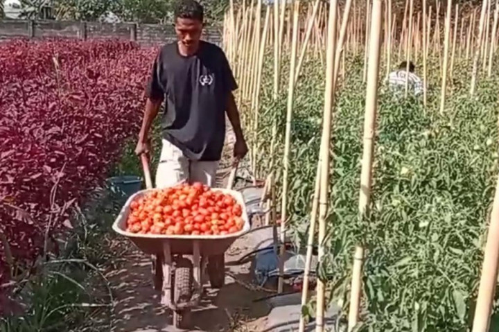 Sebelumnya harga tomat berkisar dari Rp9 ribu hingga Rp10 ribu per kilogram, namun saat ini harga tomat anjlok, walaupun harganya anjlok dan tidak sesuai target, tetapi para petani tetap memanen karena hasil tomat sangat melimpah.