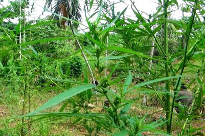 Badan Narkotika Nasional (BNN), kembali melakukan pemusnahan lahan ganja seluas empat hektare, dari dua lokasi di kawasan Kecamatan Sawang, Kabupaten Aceh Utara, Provinsi Aceh, Rabu, 4 Oktober 2023.