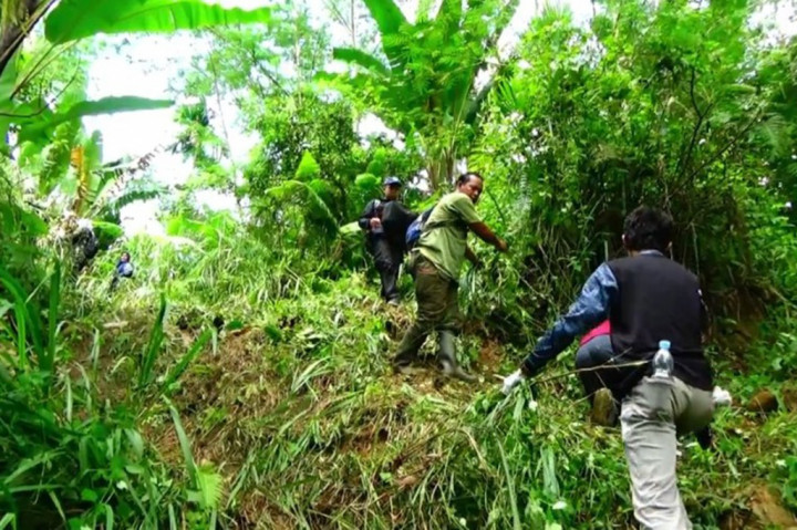 Pada pemusnahan kali ini petugas gabungan yang di pimpin BNN, harus melintasi kawasan ekstrim, lantaran lahan yang di tanami ganja itu berada di lembah, dengan kemiringan tebing mencapai 45 derajat dan berlumpur di dua lokasi.