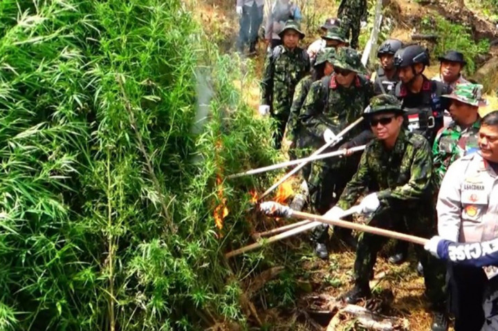 Dari hasil monitoring tersebut, kemudian ditindaklanjuti dengan proses penyelidikan oleh tim di lapangan. Total sebanyak 16.000 pohon ganja, dan berat basah mencapai delapan ton, dengan ketinggian tanaman berkisar antara 50 hingga 300 centimeter berhasil dimusnahkan, dengan cara di cabut dan langsung di bakar ditempat.